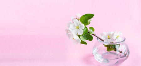 A beautiful sprig of an apple tree with white flowers in a glass vase against a pink background. Blossoming branch in a glass with water. spring still life. Place for text. Concept of spring or mom day.の写真素材