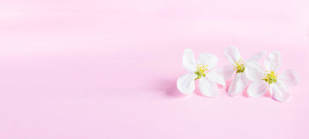 Banner with white flowers on a pale pink background with space for text. apple blossom. spring still life. Concept of spring or mom day.の写真素材