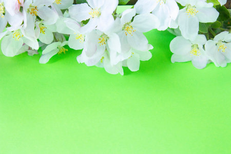 A beautiful sprig of an apple tree with white flowers against a green background. Blossoming branch. Spring still life. Place for text. Concept of spring or mom day.の写真素材