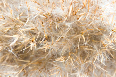 Dry reed in light pastel colors, reed seeds. Beige reed grass, pampas grassの写真素材
