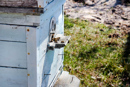 Honey is a beekeeping product. Bees fly out and fly into the round entrance of a wooden vintage beehive in an apiary close up view. Honey bees swarming and flying around their beehive.の写真素材