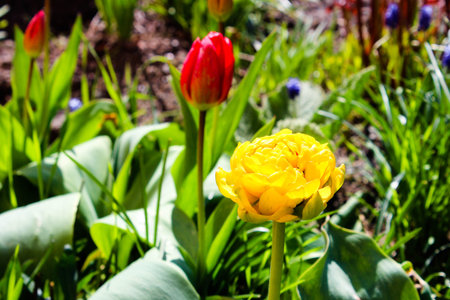 The first flowers in spring. Spring flowers. Multicolored blooming tulips on a flowerbed. Flowering...