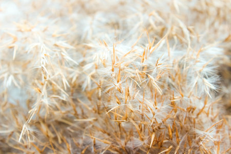 Dry reed in light pastel colors, reed seeds. Beige reed grass, pampas grassの写真素材