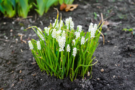 The first flowers in spring. spring flowers. White blooming crocus on a flowerbed. flower garden.