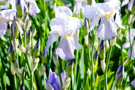 Flowers of the bearded iris in green background of meadow grasses. Iris germanica. Floral background.の写真素材