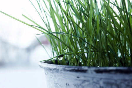 A drop of water falls from a blade of grass. Decorative grass grows in a pot.の写真素材
