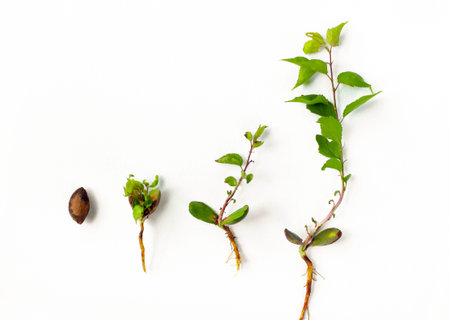 Apricot pit germination stages. Development stages of a tree sprout isolated on a white background....