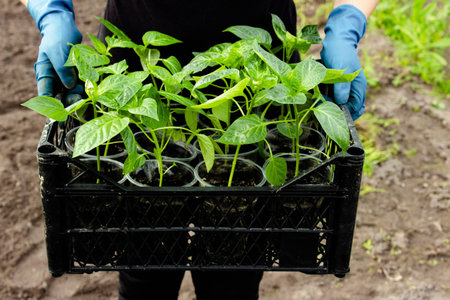Close-up of the box with seedlings standing in a greenhouse. Growing sweet peppers for the garden in plastic cups. Young seedlings of green peppers in cups. Selective focus.の写真素材