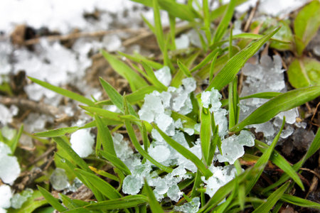 Hail on green grass after hailstorm. Concept of weather and meteorology. Natural phenomena.