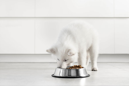 White Swiss Shepherd puppy eating dry food from a metal bowl in a modern white kitchen. Food...