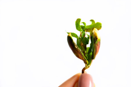 The hand holds a young sprout isolated on a white background with space for text. The concept of...