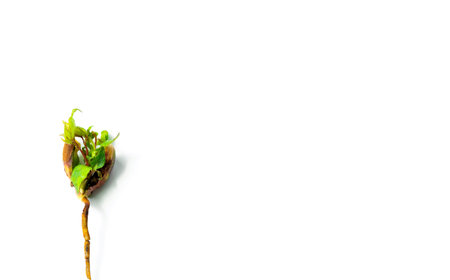 The banner of a young sprout is isolated on a white background with space for text. The concept of...
