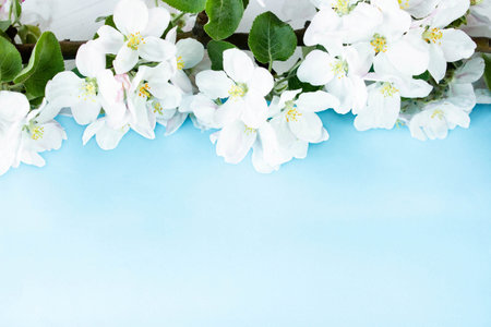A beautiful sprig of an apple tree with white flowers against a blue background. Blossoming branch....