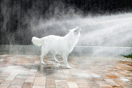 White Swiss Shepherd catches a stream from a hose on a hot summer day. A big white wet dog plays...