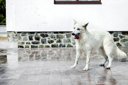 White Swiss Shepherd catches a stream from a hose on a hot summer day. A big white wet dog plays...