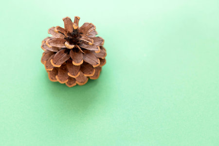 Cone on a green background with copy space. The concept of the New Year and Christmas time. Christmas banner, mock up.の写真素材