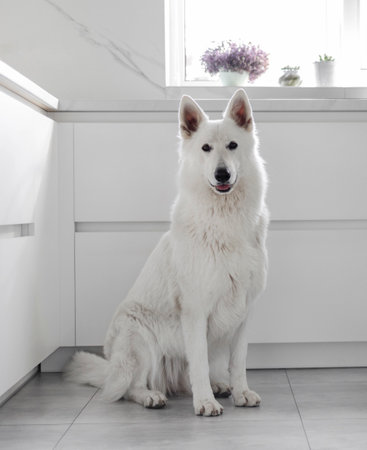A close-up of a white Swiss shepherd dog sits in a modern kitchen. Pet Concept.の写真素材