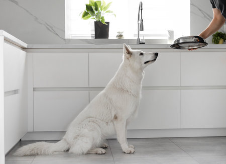 Young Man Feeding His Dog. White Swiss Shepherd dog eating dry food from a metal bowl in a modern...