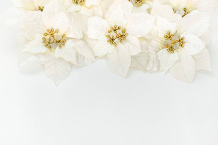 Poinsettia flowers on a white background with copy space. The atmosphere of Christmas and New Year. Christmas banner, mock-up.の写真素材