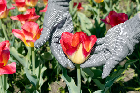 Close-up of gardener's hands are holding a red tulip. The concept of gardening work. The gardener is taking care of tulips.の写真素材