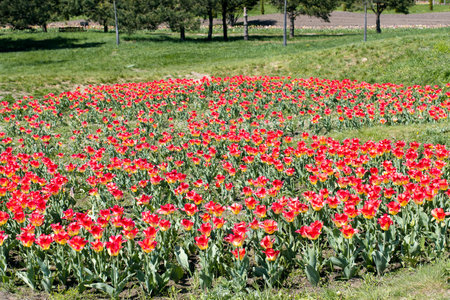 Tulip field. The concept of tourism and recreation. Background of many red tulips.の写真素材