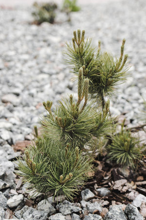 A pine is in a flowerbed. Nature awakens in spring. Springtime. Gardening concept.