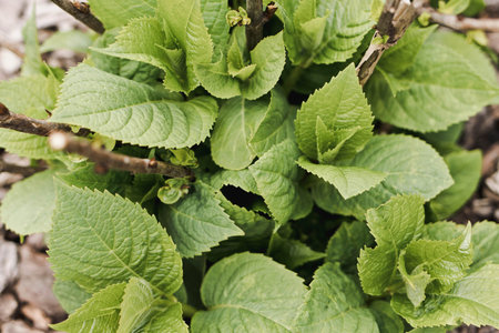 Background of green hydrangea leaves. A hydrangea bush in a flowerbed has sprouted leaves in spring. Nature awakens in spring. Springtime. Gardening concept.の写真素材