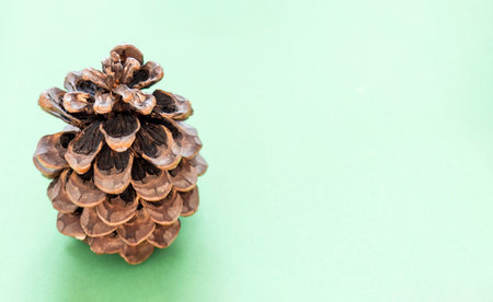 Cone on a green background with copy space. The concept of the New Year and Christmas time. Christmas banner, mock up.の写真素材