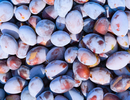 Background with ripe blue and violet plumsの写真素材