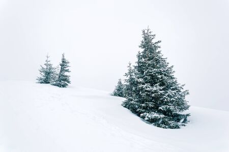 Simple winter scene with snow and snow-covered fir trees in white tones. Minimalist winter landscape on a snowy day. Copy-space for text. Christmas holiday concept. Happy New Yearの写真素材