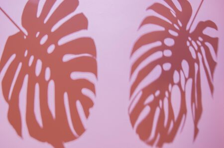 Monstera leaves shadow on vivid pink background. Minimal summer concept with tropical shadows. Creative abstract background with copy space for text.の写真素材