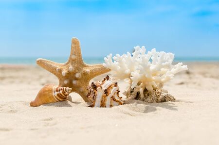 Seashells, coral and starfish on golden sandy beach on a sunny day. Blurred sea water and blur sky in background. Summer vacation and relaxation conceptの写真素材