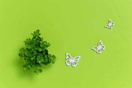 Small green house plant and three white wooden butterflies on green background. Cute home decoration. Ecology concept with copy space for text. Flat lay compositionの写真素材