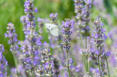 White cabbage butterfly with big eyes and antenna on purple lavender flower in summer. Blurred green grass in the backgroundの写真素材