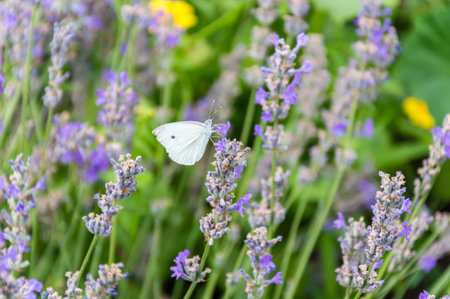 White cabbage butterfly with big eyes and antenna on purple lavender flower in summer. Blurred green...
