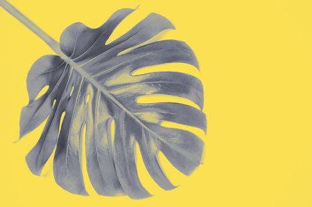 Illuminating yellow and ultimate gray - trendy colors of the year 2021. Vivid abstract background with grey monstera leaf and copy space for text. Tropical concept and design element.の写真素材