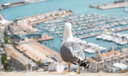 Seagull looking over blurred sea and harbor of Alicante town in Spain. Urban scene with wild bird