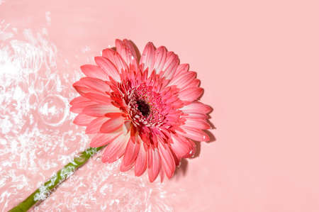 Pink gerbera or barberton daisy flower on water surface with ripples and sunlight reflections. Beauty spa, relaxation or wellness treatment. Youth, freshness or tenderness concept. Summer backgroundの写真素材
