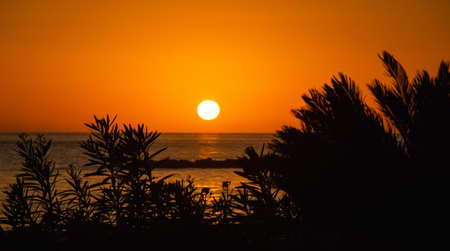 Big setting sun over ocean and silhouettes of tropical leaves and palm tree against colorful red skyの写真素材