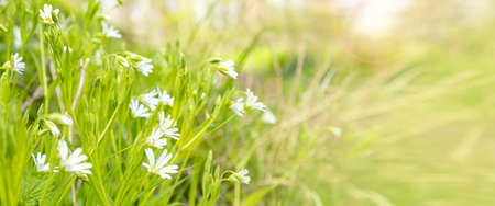 Spring background with green grass and tender white wildflowers. Fresh greenery in sunny forest. Banner with copy space for textの写真素材