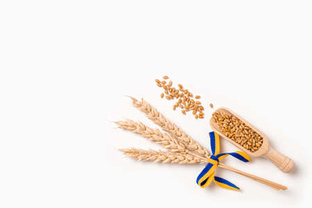 Wheat grain on wooden scoop and bundle of wheat spikes with yellow and blue ribbon in colors of Ukrainian flag isolated on white. Concept of Ukraine as main food supply countryの写真素材
