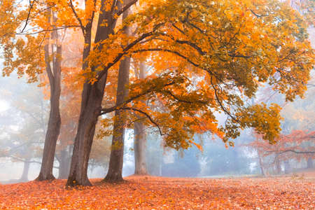 Autumn trees with colorful foliage in forest or park on foggy morning. Fall landscape background with yellow and orange trees in fog.の写真素材