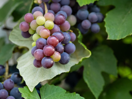 Close up of green grapes bunch growing on branch in garden. Hanging grapes from vine. Macro with selective focus on subject. Organic gardening and agriculture.の写真素材