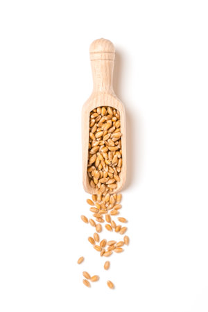 Wheat grain in wooden scoop isolated on white. Concept of food supply, vegetarian diet, carbs and nutrientsの写真素材