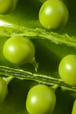 green peas and pods on a white backgroundの写真素材