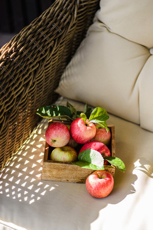 rustic apples from the garden with leavesの写真素材