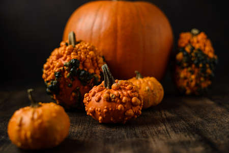 pumpkins on a dark background. high quality photoの写真素材