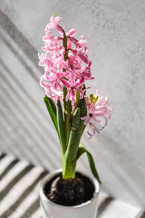 pink hyacinth in a white vase on a gray backgruond. the sun breaks through the blindsの写真素材