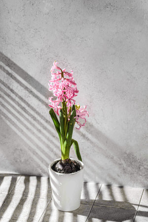 pink hyacinth in a white vase on a gray backgruond. the sun breaks through the blinds
