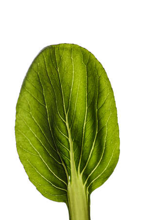 pak choi salad on a dark background. high quality photoの写真素材